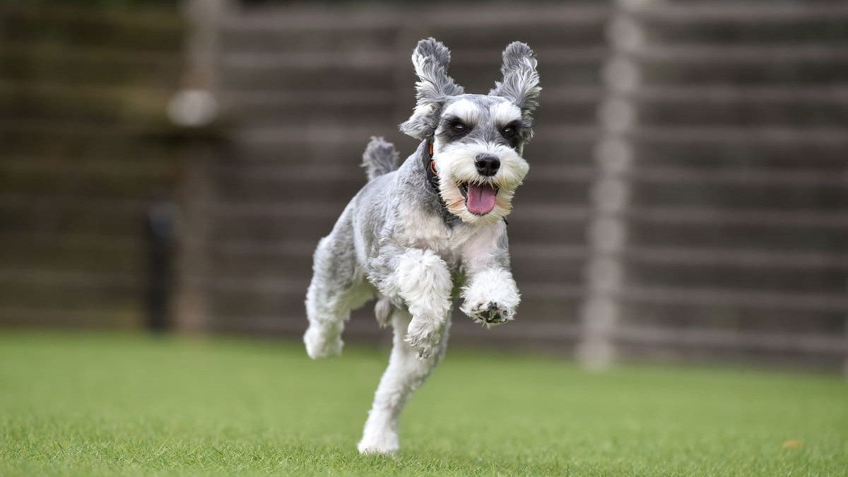 ダラスヴィレッジ