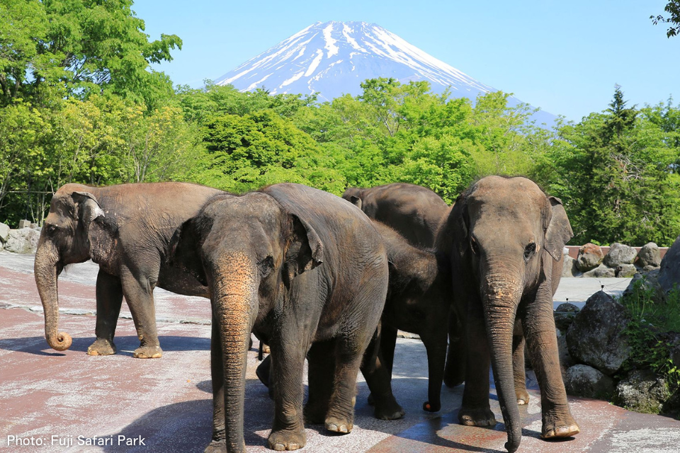 Fuji Safari Park