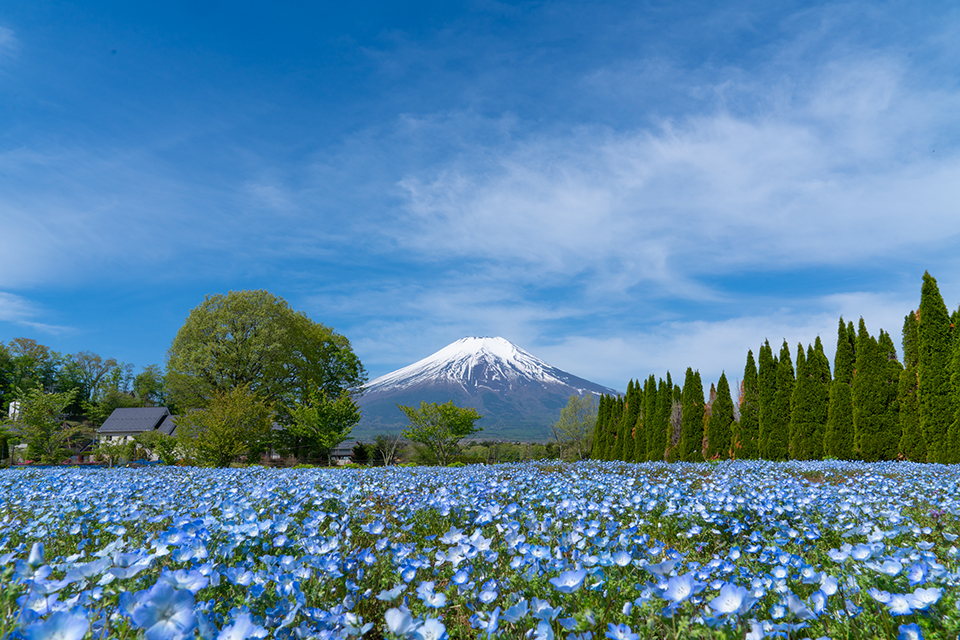 山中湖花の都公園