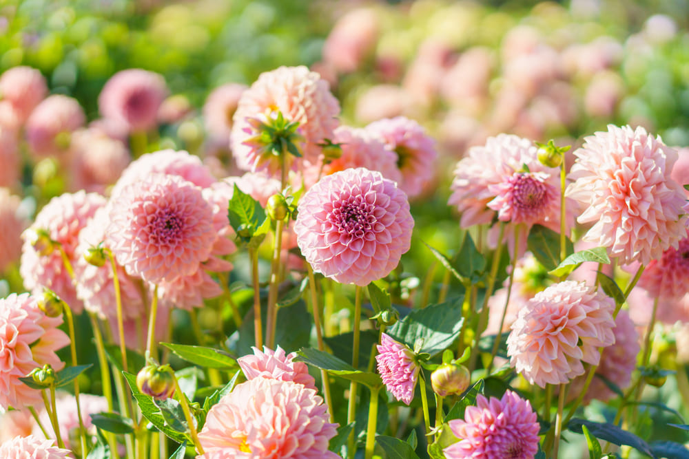花畑に咲くダリア