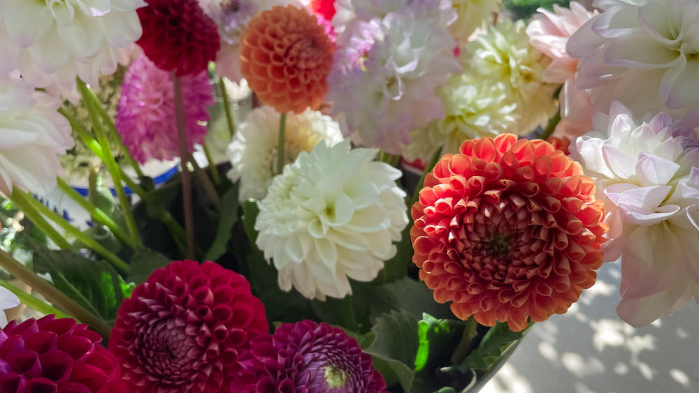 摘み取ったダリアの花束
