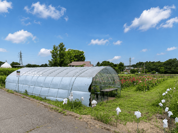 ダリア摘み体験会場の花畑
