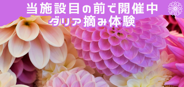 色とりどりの花を自分の手でダリア摘み体験